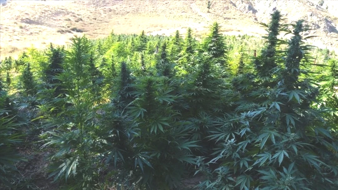 Kenevir yetiştiriciliğinde yeni karar! Resmi Gazete de yayımlandı: 21 ilde üretimine onay 1