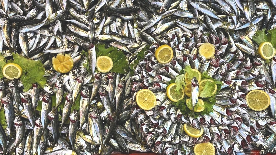 Balık tezgahlarında hamsi yok, vatandaş diğer balıklara yöneldi! 1