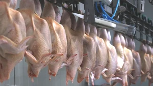 Şok Gelişme! Ticaret Bakanlığı, Haksız Fiyat Artışları Nedeniyle Kanatlı Eti İhracatını Durdurdu!