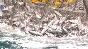 Türk Somonu İhracatında Tarihi Yükseliş! Yeni Rakamlar Açıklandı