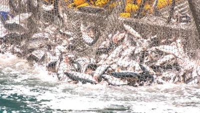 Türk Somonu İhracatında Tarihi Yükseliş! Yeni Rakamlar Açıklandı