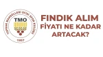 2026-2027 Fındık Alım Fiyatları Açıklandı! TMO'dan Giresun, Levant ve Sivri Fındık Detayları