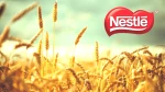 Nestlé’nin Çikolatalarında Şaşırtan Yenilik: Özel Buğday!