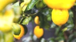 Yeni Ürün Geliyor! Limondaki Stok Sorunları Üreticileri Zorluyor