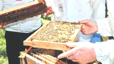 İngiltere'de Türk Balının Fiyatı Şok Ediyor! 200 Gram 1.250 Sterlin!