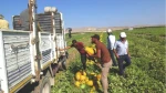 Çukurova Kavununda Bereket! Güncel Fiyatlarla Sürprizler Sizi Bekliyor