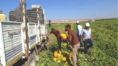 Çukurova Kavununda Bereket! Güncel Fiyatlarla Sürprizler Sizi Bekliyor