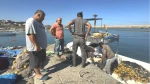 Denizlerde Balık Avı Başladı! Zonguldak'ta İlk Günde 50 Ton Palamut Avlandı!