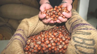 Fındık Fiyatlarında Rekor Artış! 255 TL'den 280 TL'ye Ulaşıyor!