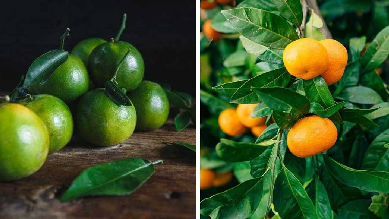Hangi Mandalina Daha Şifa Kaynağı? Turuncu mu Yeşil mi? Öğrendiğinizde Seçiminiz Değişecek!