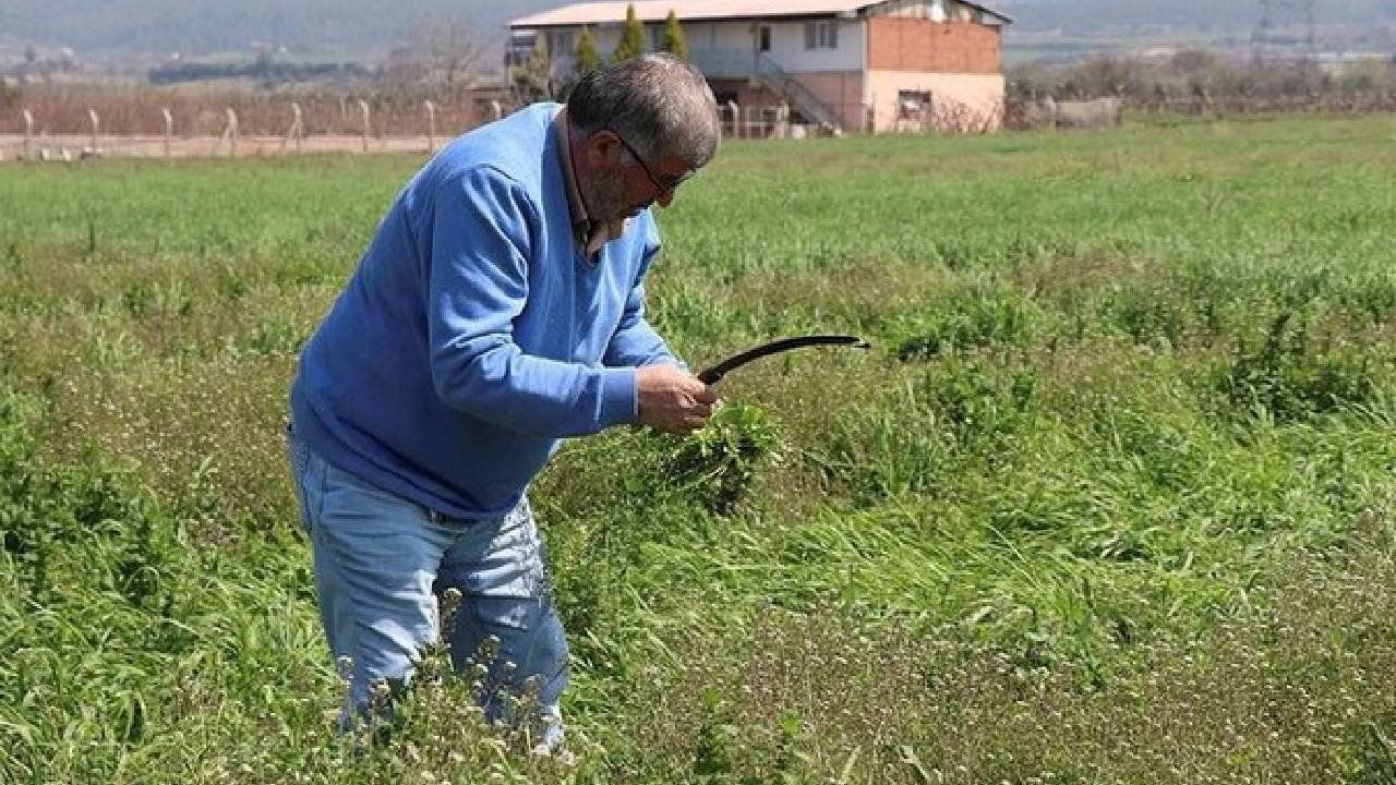 İbrahim Saraçoğlu'ndan Müjde: Doğal Tansiyon Çözümü ve Basurla Savaşan Bitki!
