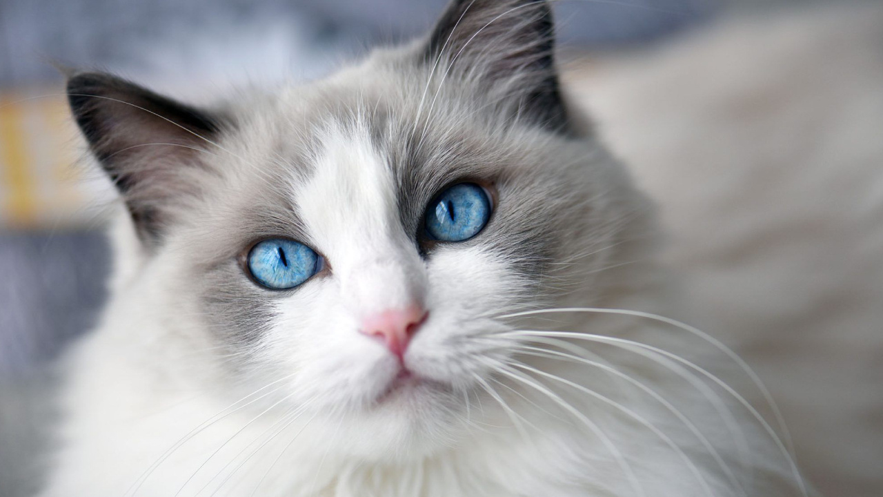 Kedi Sahiplenmeden Önce Bilmeniz Gereken 10 En İyi Kedi Irkı!