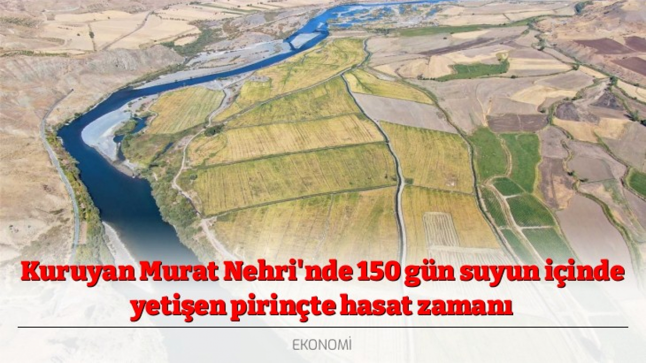 Kuruyan Murat Nehri'nde 150 gün suyun içinde yetişen pirinçte hasat zamanı