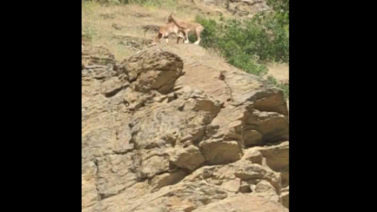 Elazığ'da yaban keçisi sürüsü görüldü