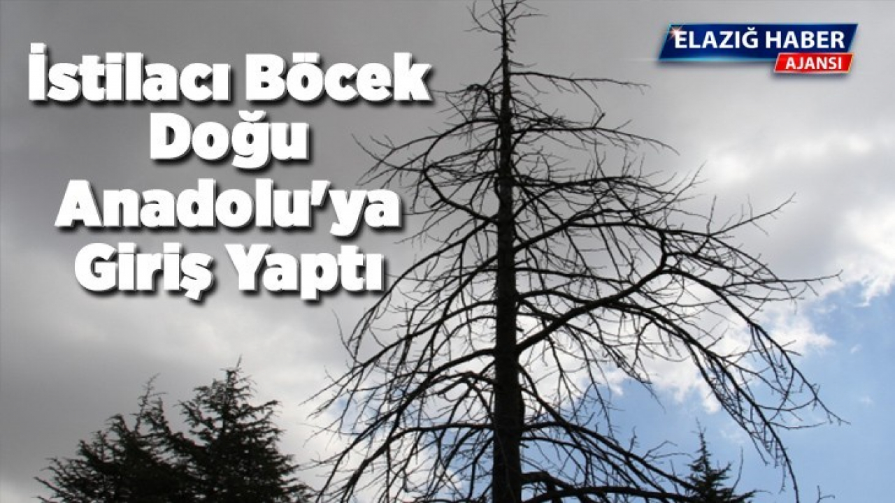 Kuzey Amerika kökenli istilacı böcek, Doğu Anadolu'ya giriş yaptı