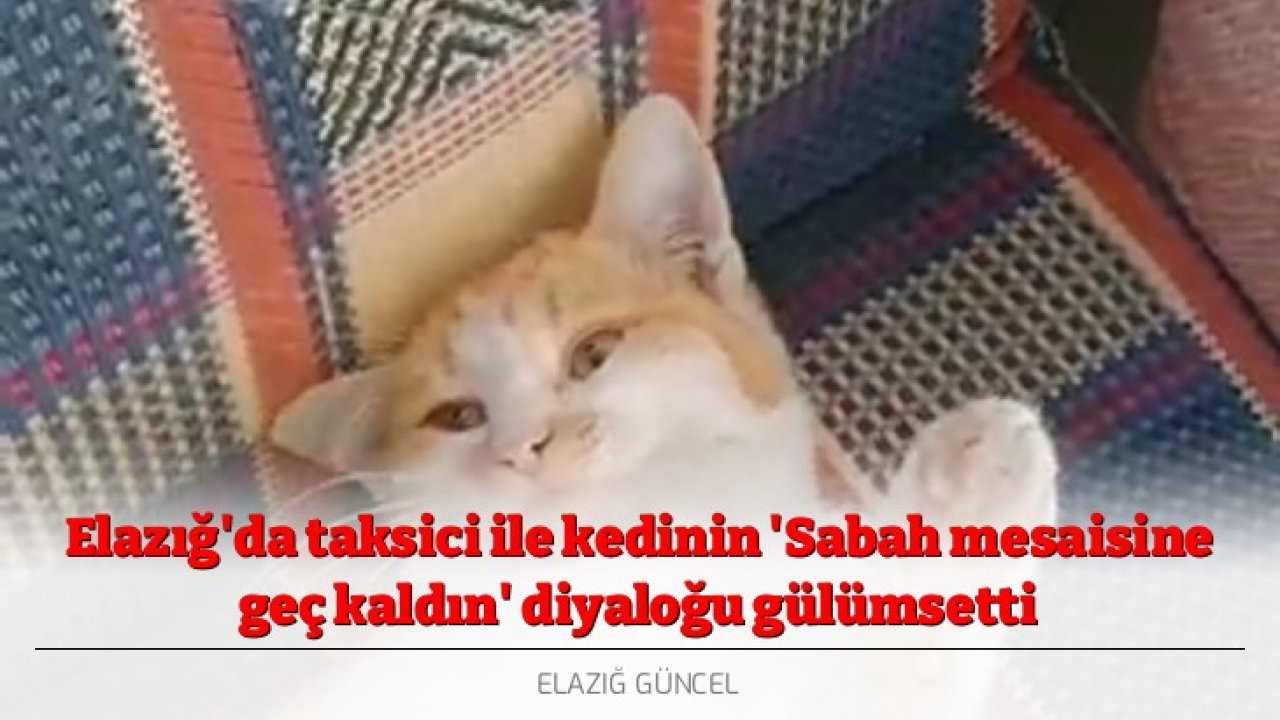Elazığ'da taksici ile kedinin 'Sabah mesaisine geç kaldın' diyaloğu gülümsetti