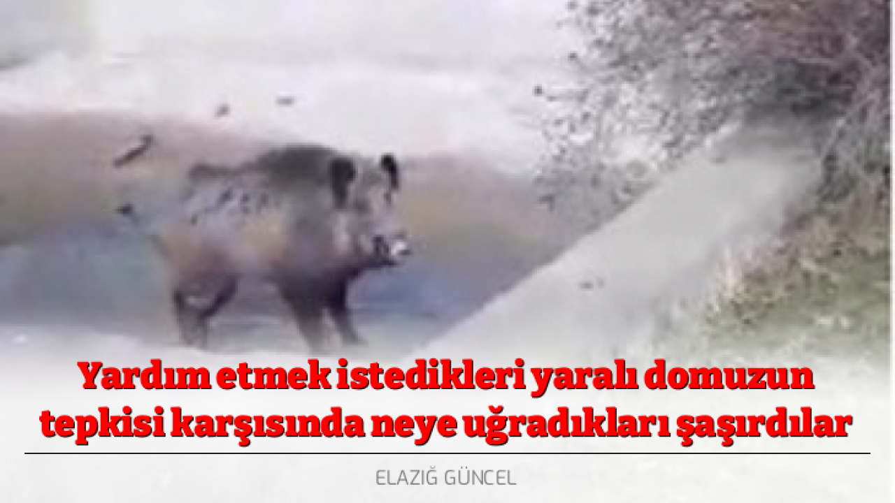 Yardım etmek istedikleri yaralı domuzun tepkisi karşısında neye uğradıkları şaşırdılar