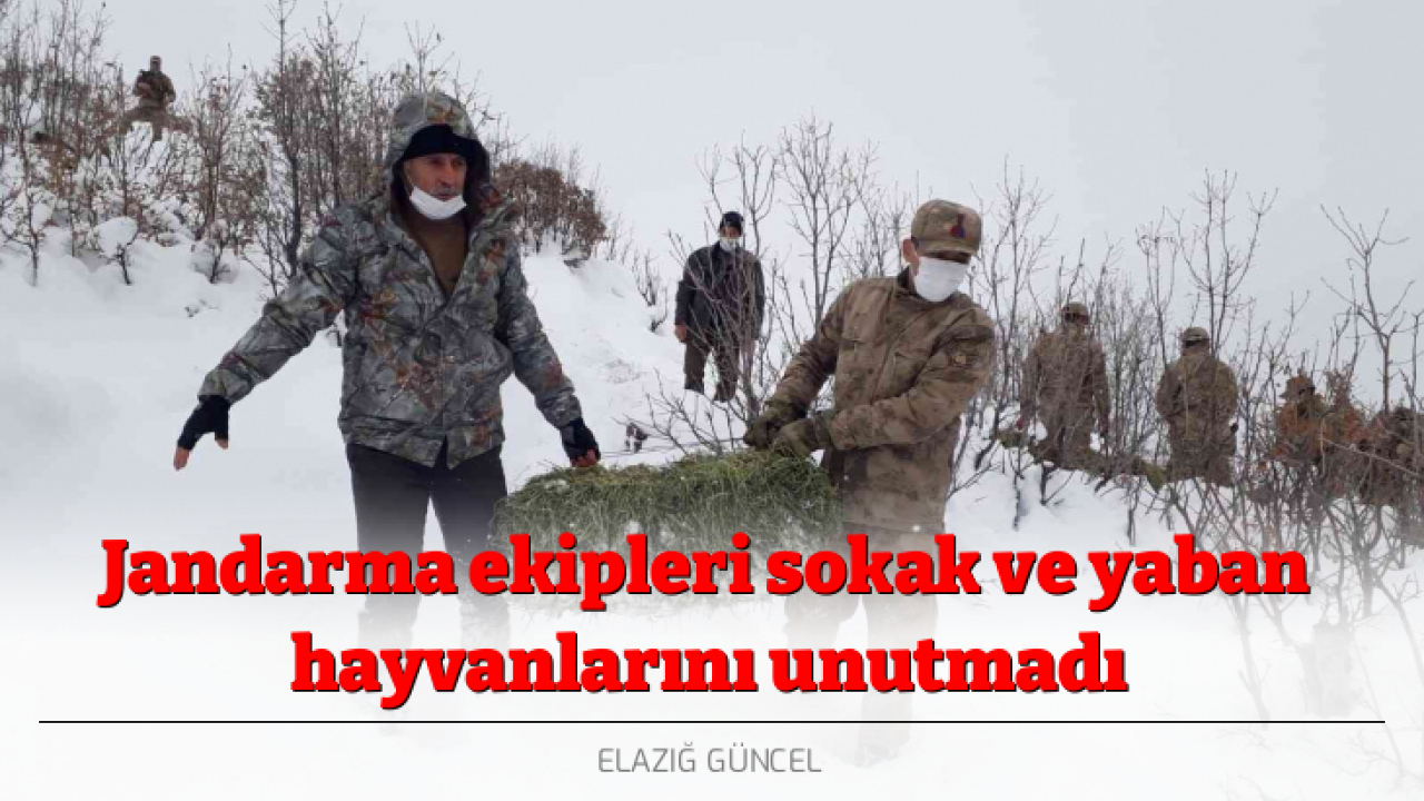 Jandarma ekipleri sokak ve yaban hayvanlarını unutmadı