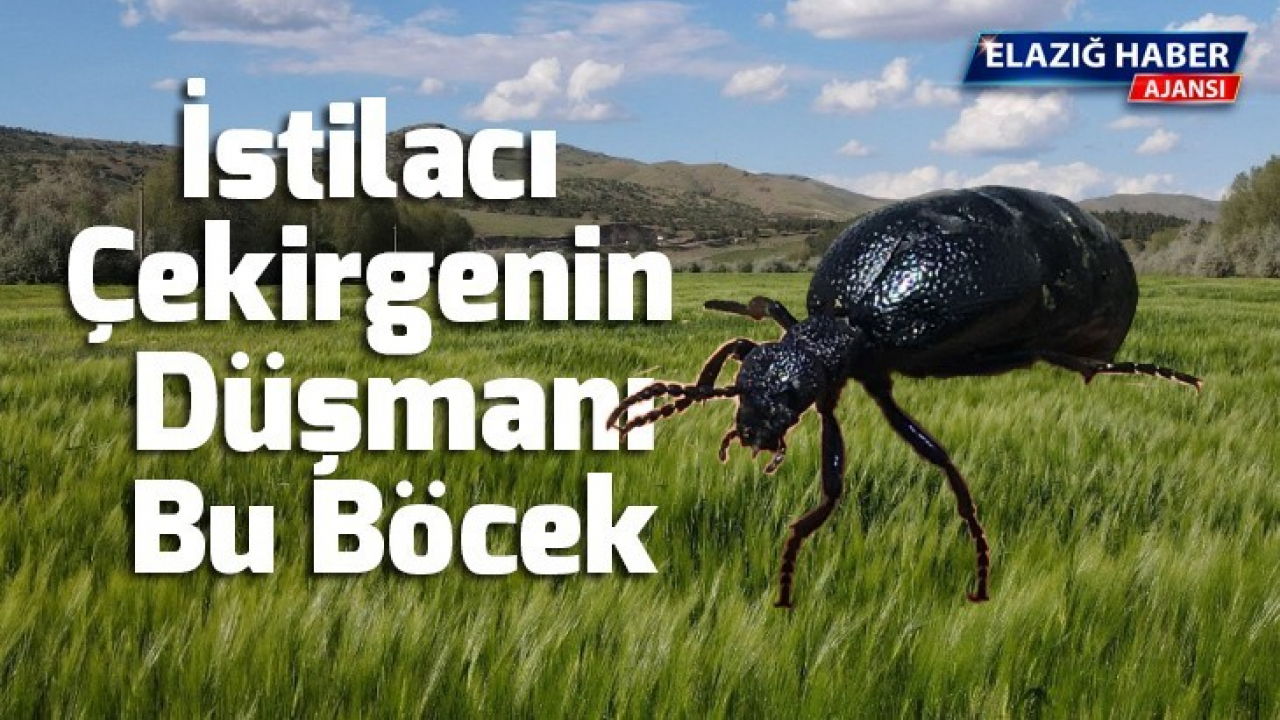 İstilacı çekirgenin düşmanı bu böcek