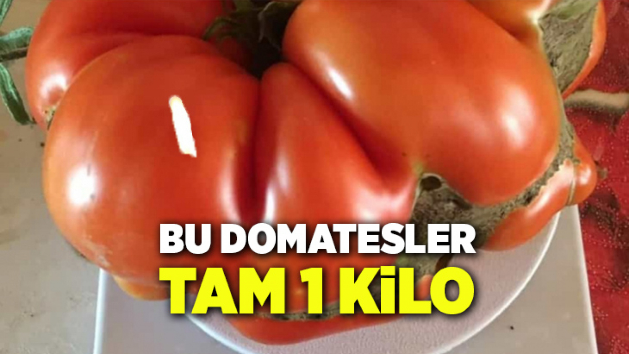 Bu domatesler tam 1 kilo
