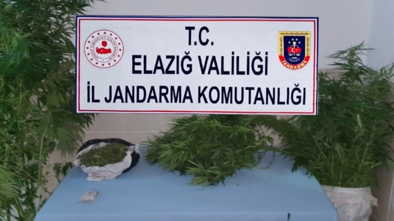 Elazığ'da jandarmadan zehir tacirlerine eş zamanlı operasyon