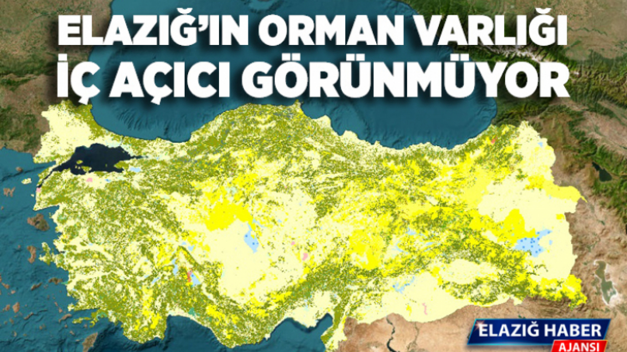 Elazığ'ın Orman Varlığı İç Açıcı Görünmüyor