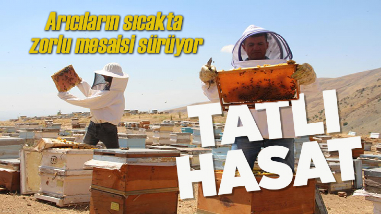 Güneş altında mesai zorlu ama hasat 'tatlı'