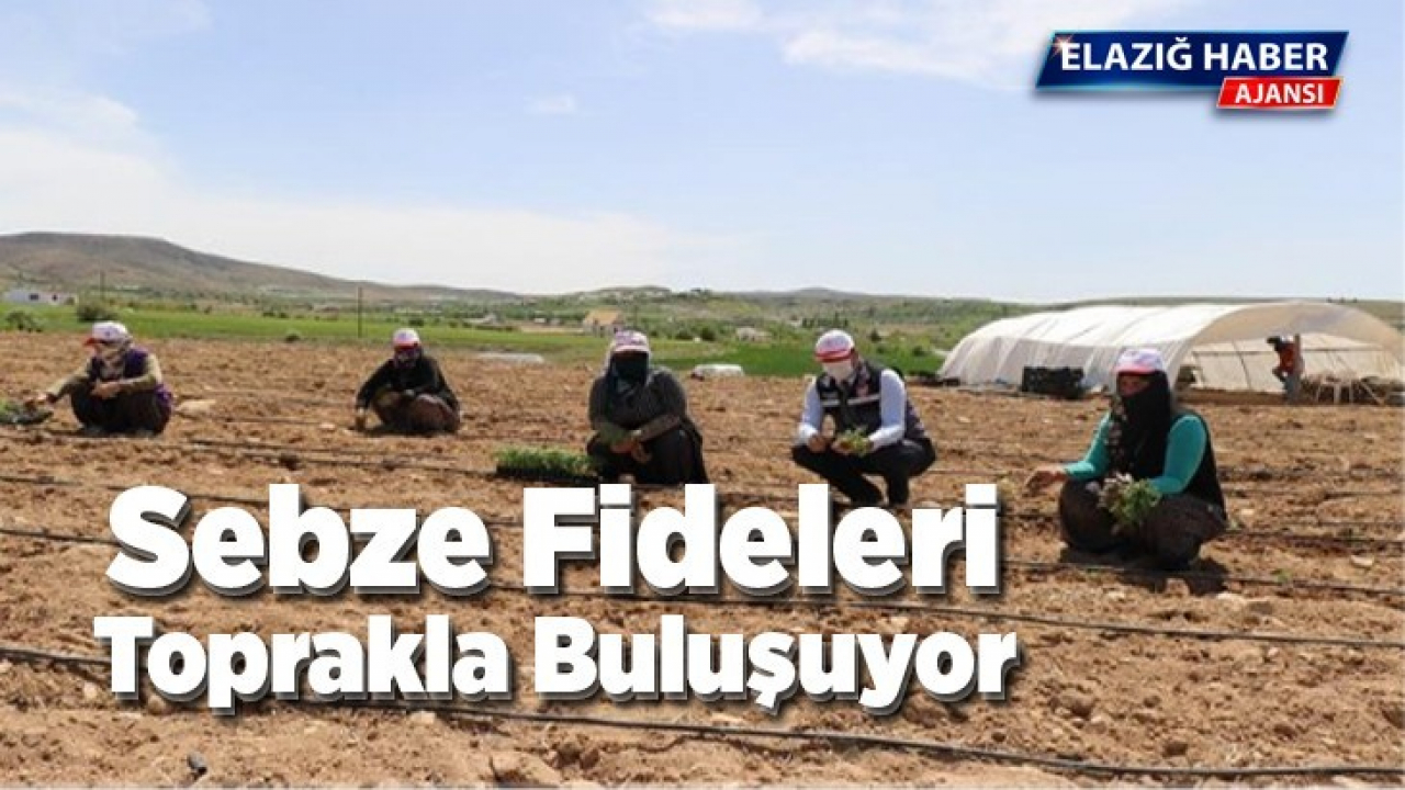 Sebze Fideleri Toprakla Buluşuyor