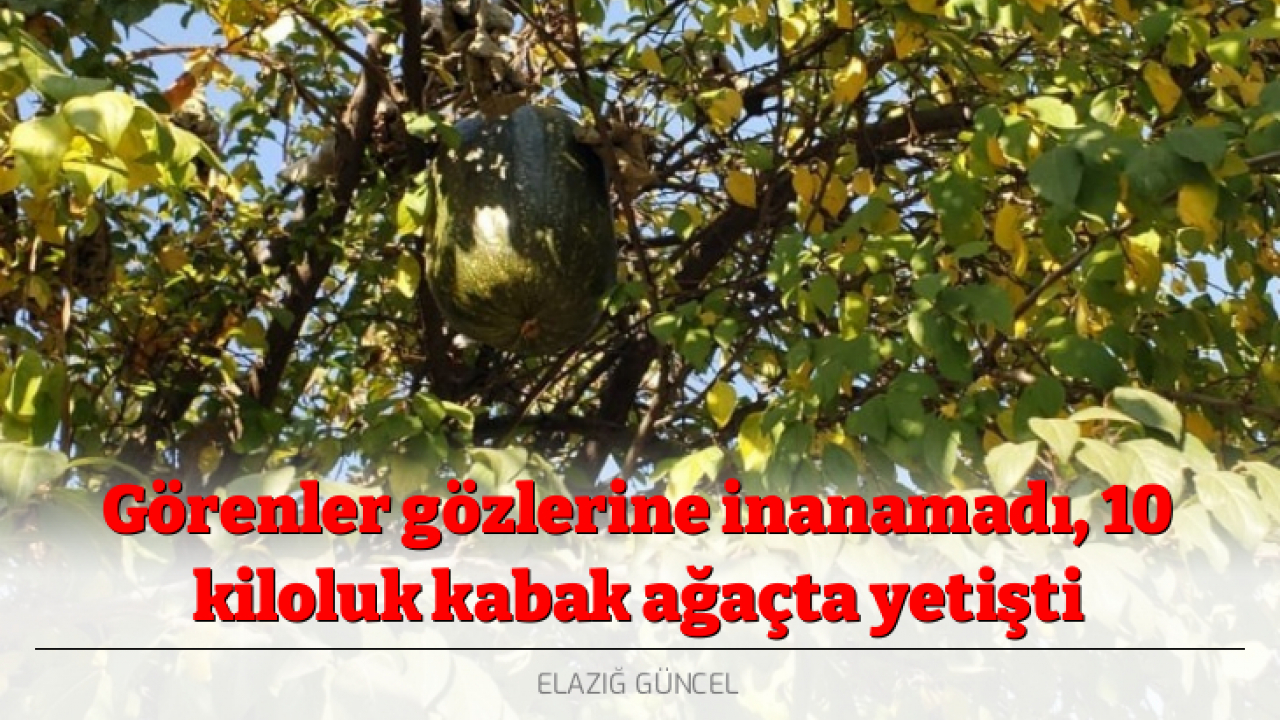 Görenler gözlerine inanamadı, 10 kiloluk kabak ağaçta yetişti