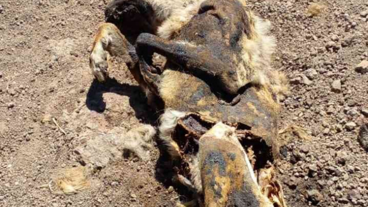Elazığ'da vahşet: Köpeği yakıp cansız bedenini tarlaya attılar