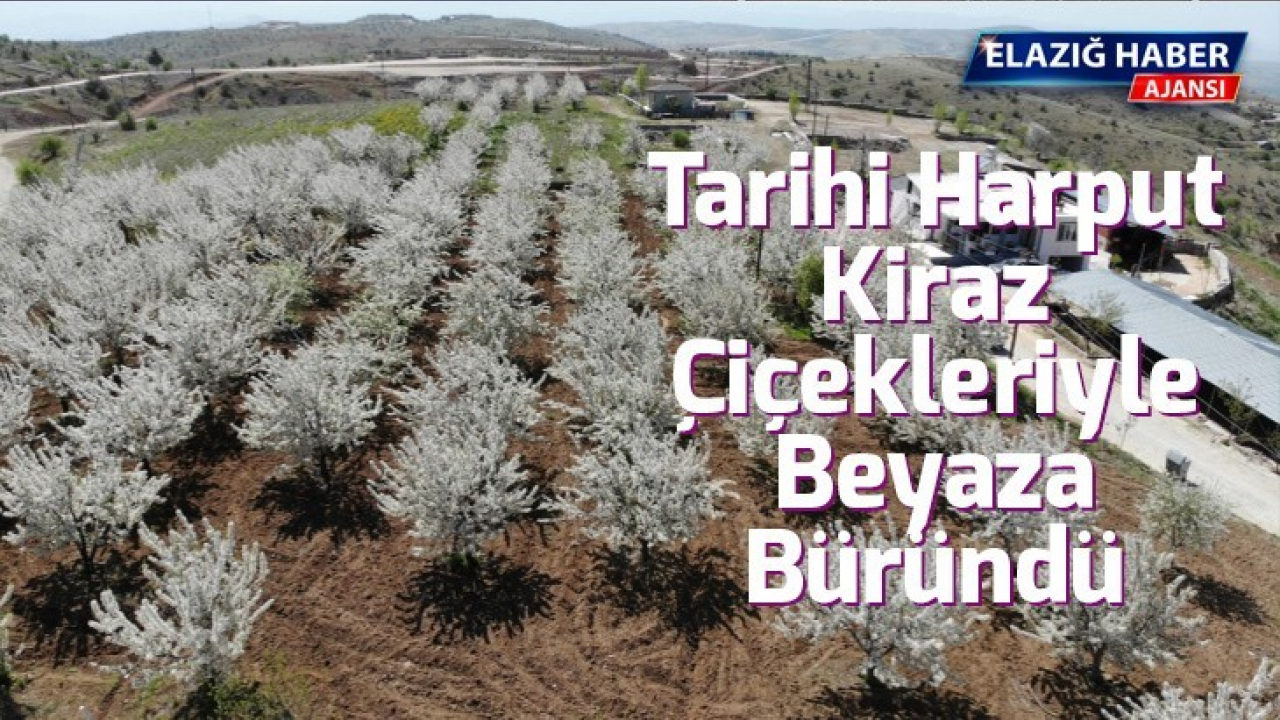 Tarihi Harput Mahallesi kiraz çiçekleriyle beyaza büründü