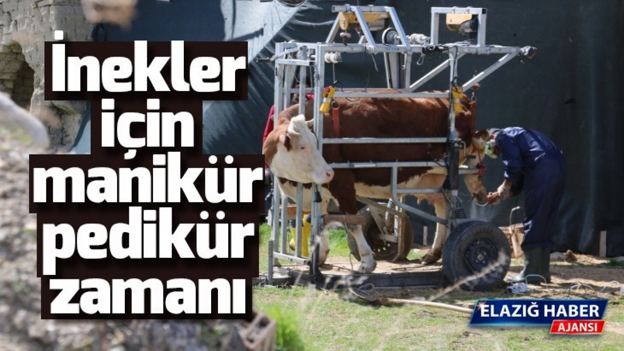 İnekler için manikür pedikür zamanı