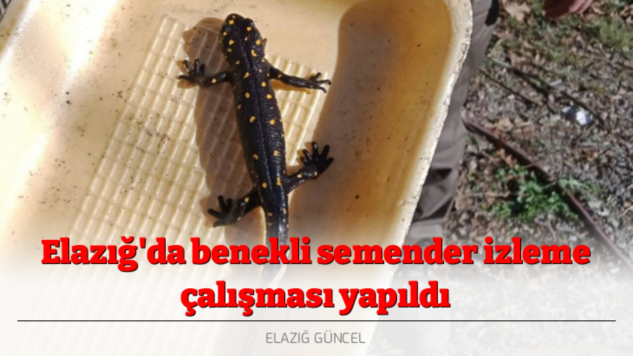 Elazığ'da benekli semender izleme çalışması yapıldı