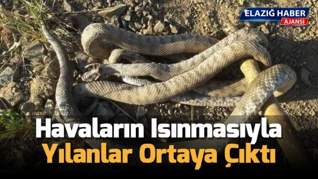 Havaların ısınmasıyla yılanlar ortaya çıktı