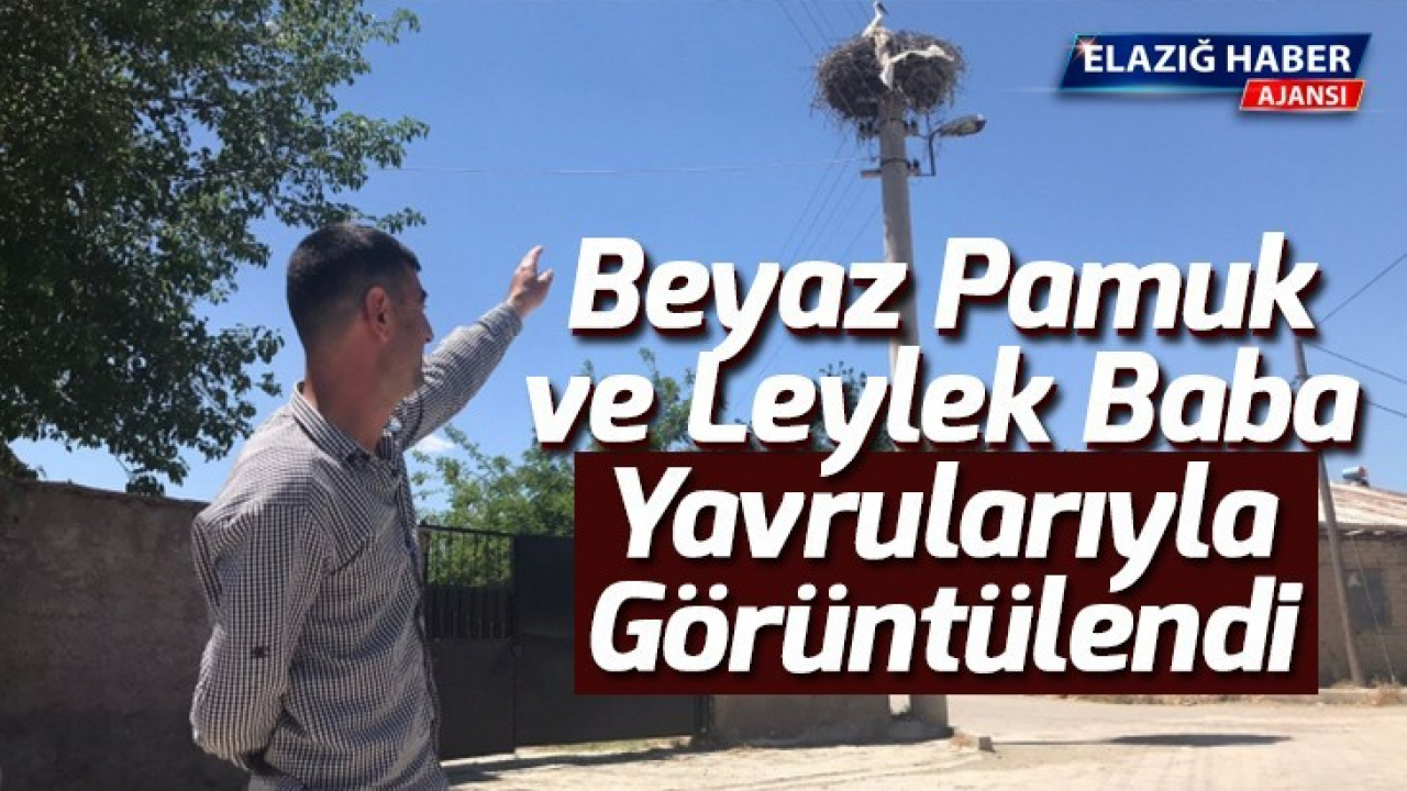 Beyaz Pamuk ve Leylek Baba yavrularıyla görüntülendi