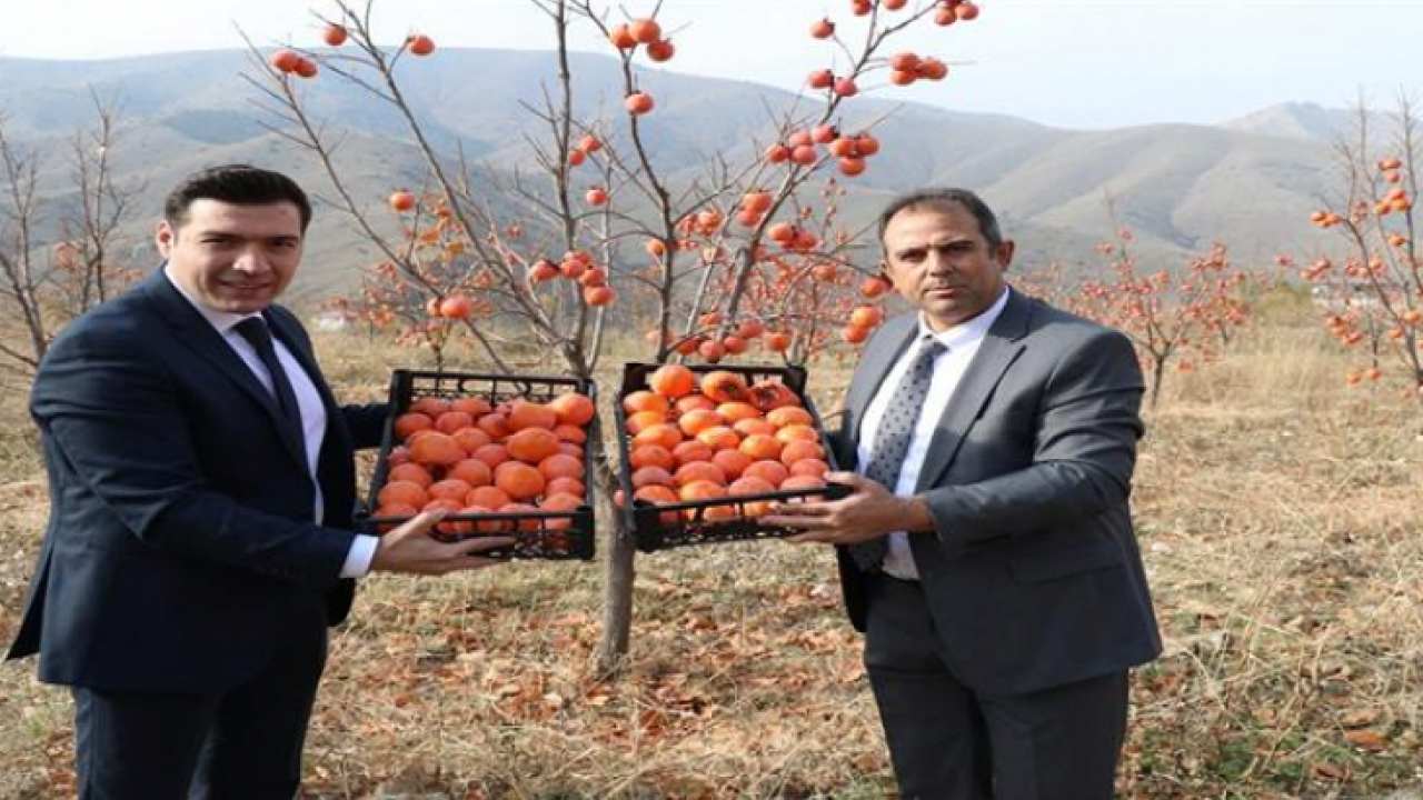 Keban'da Trabzon Hurması Hasat Etkinliği Yapıldı