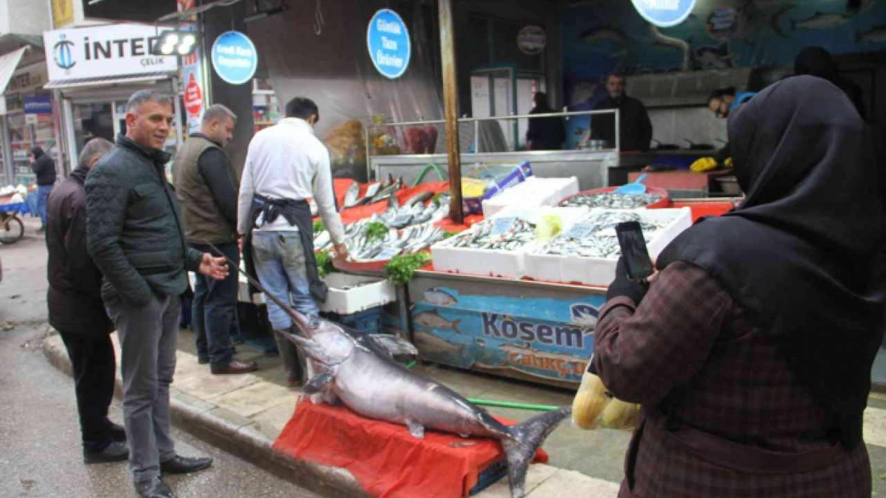 2 metrelik kılıç balığı ilgi odağı oldu