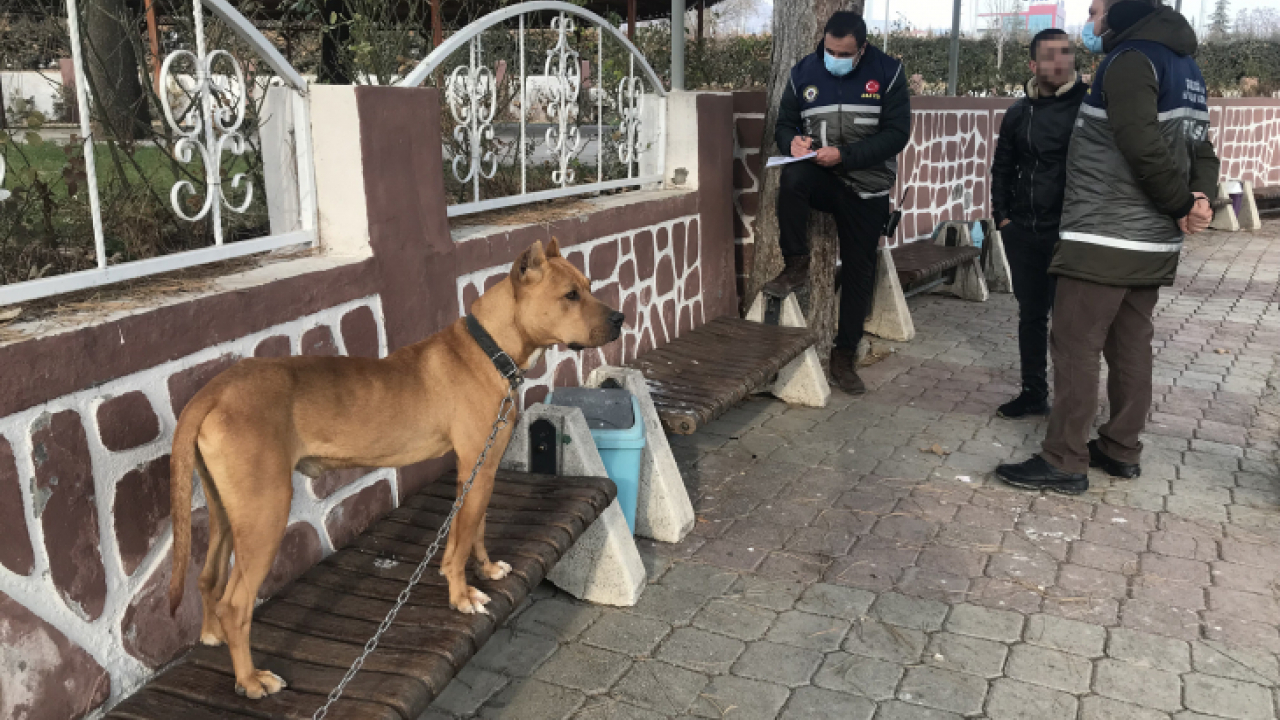 Çocuk parkında pitbull gezdiriyordu, cezayı duyunca kendi elleri ile teslim etti
