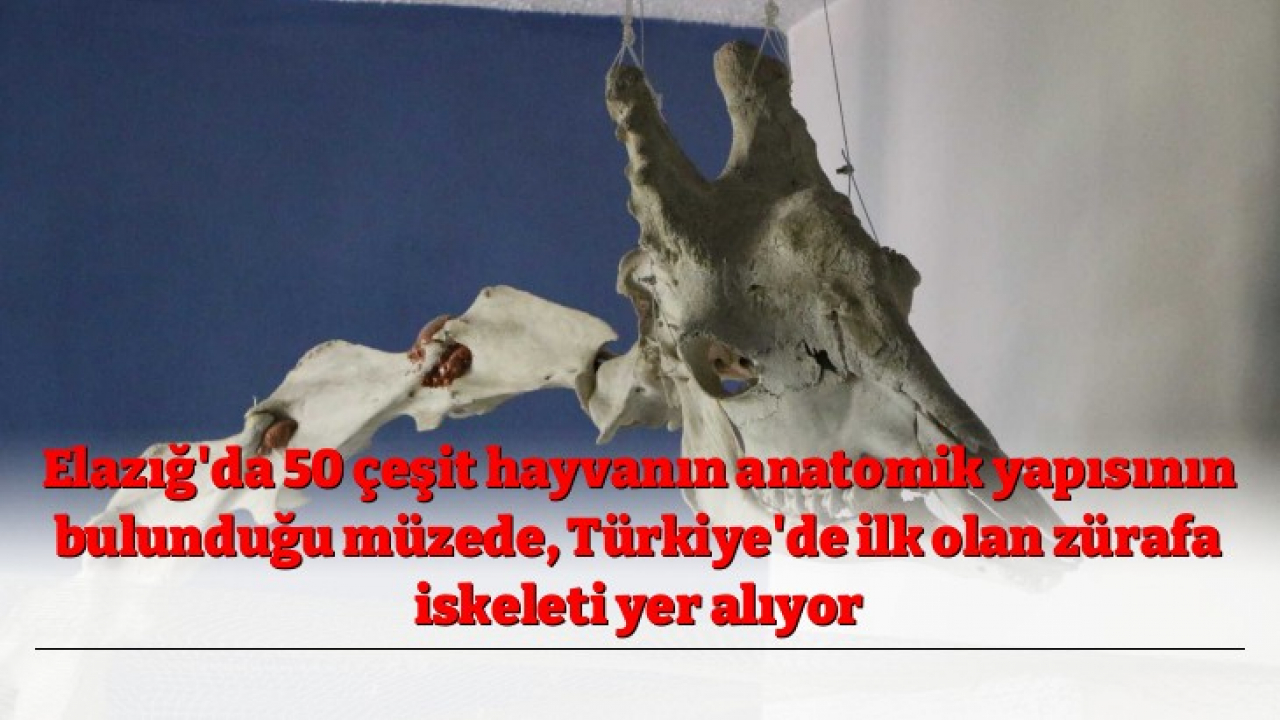 Elazığ'da 50 çeşit hayvanın anatomik yapısının bulunduğu müzede, Türkiye'de ilk olan zürafa iskeleti yer alıyor