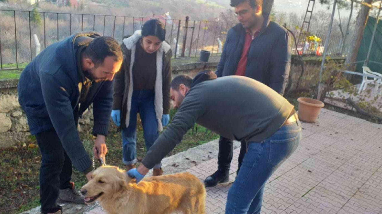 Elazığ'da evcil hayvanların çip ve pasaportlama çalışmaları sürüyor