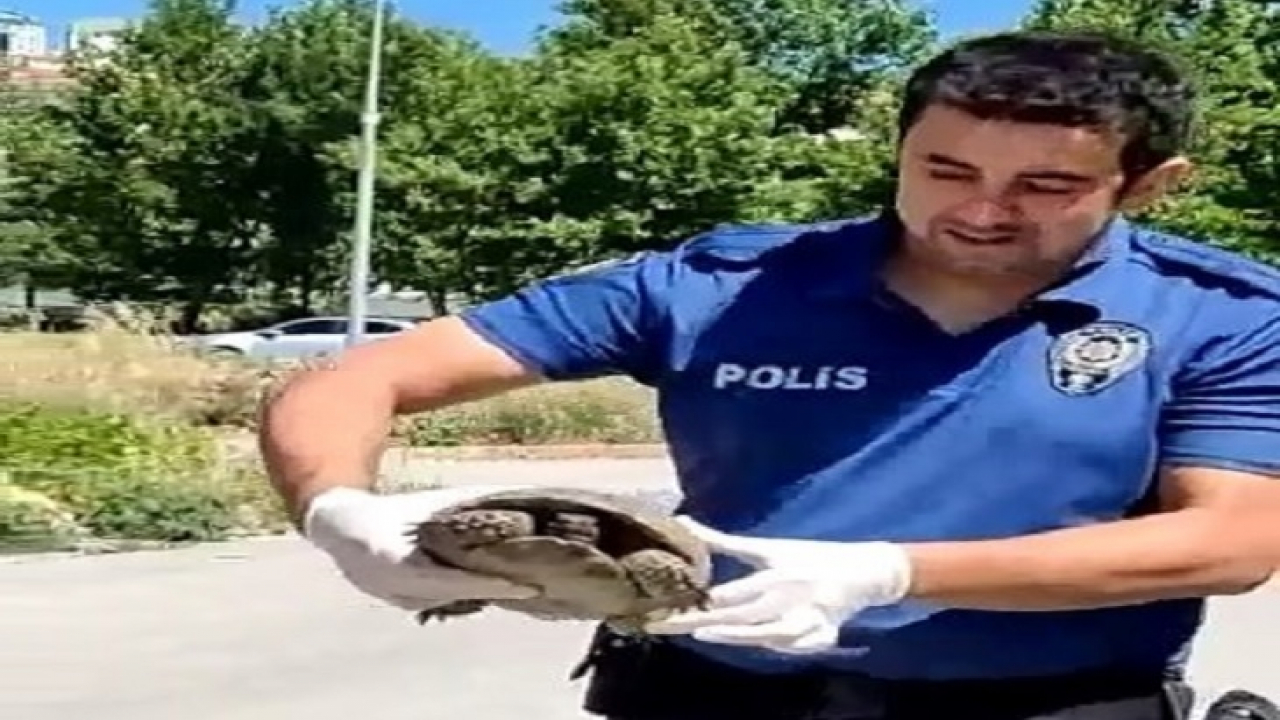 Polisin kaplumbağa duyarlılığı