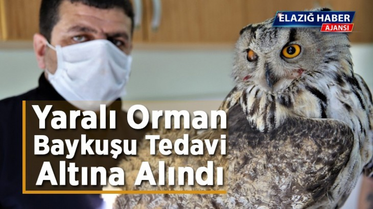Yaralı orman baykuşu tedavi altına alındı