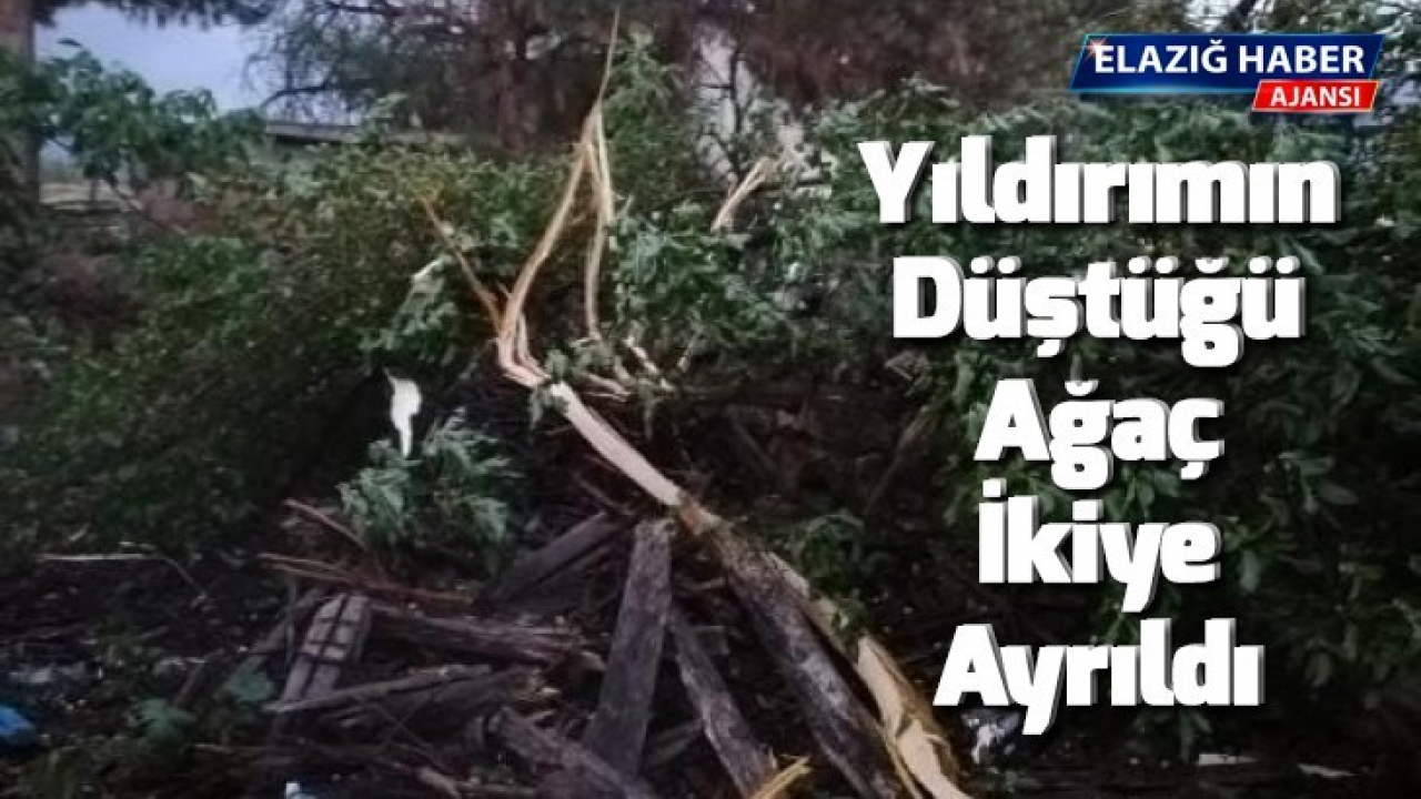 Elazığ'da yıldırımın düştüğü ağaç ikiye ayrıldı