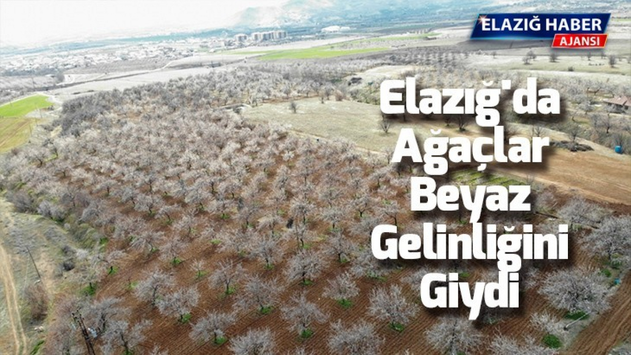 Elazığ'da ağaçlar beyaz gelinliğini giydi