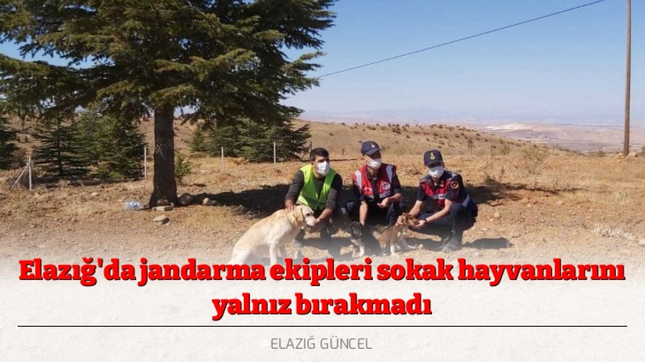 Elazığ'da jandarma ekipleri sokak hayvanlarını yalnız bırakmadı