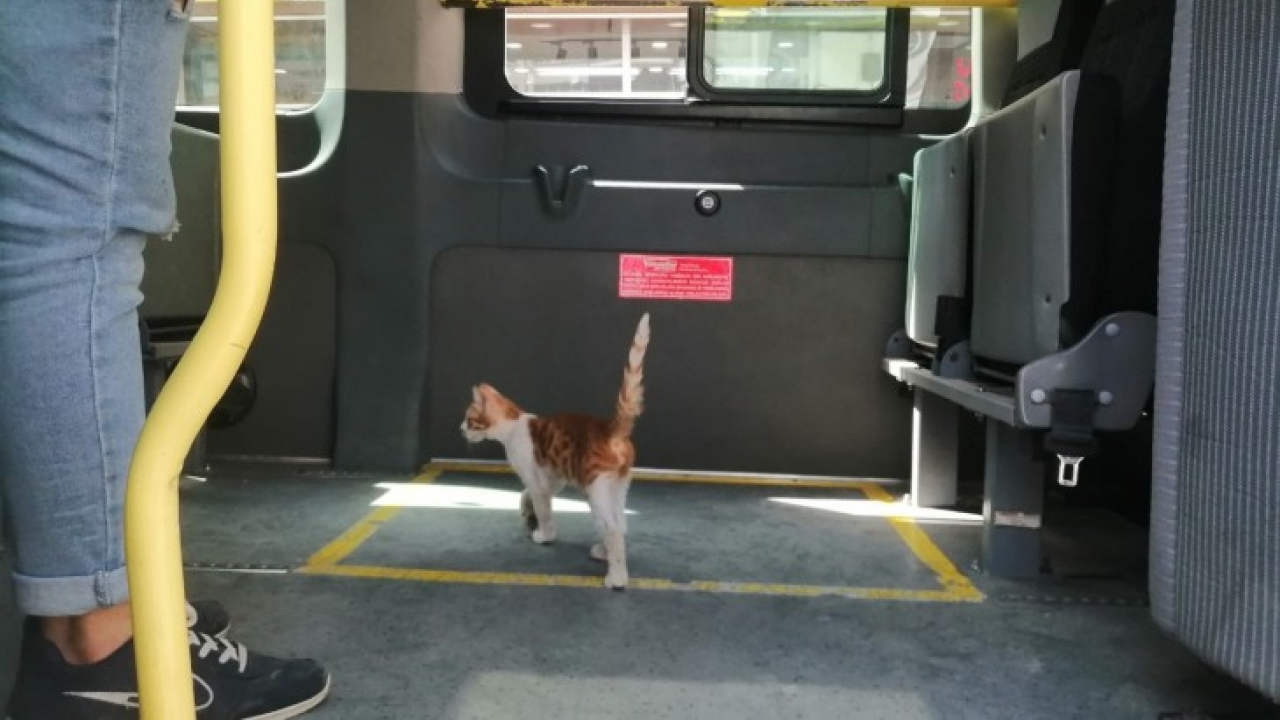 Elazığ'da yolcu gibi minibüse binen kedi, çarşı merkezine kadar yolculuk yaptı