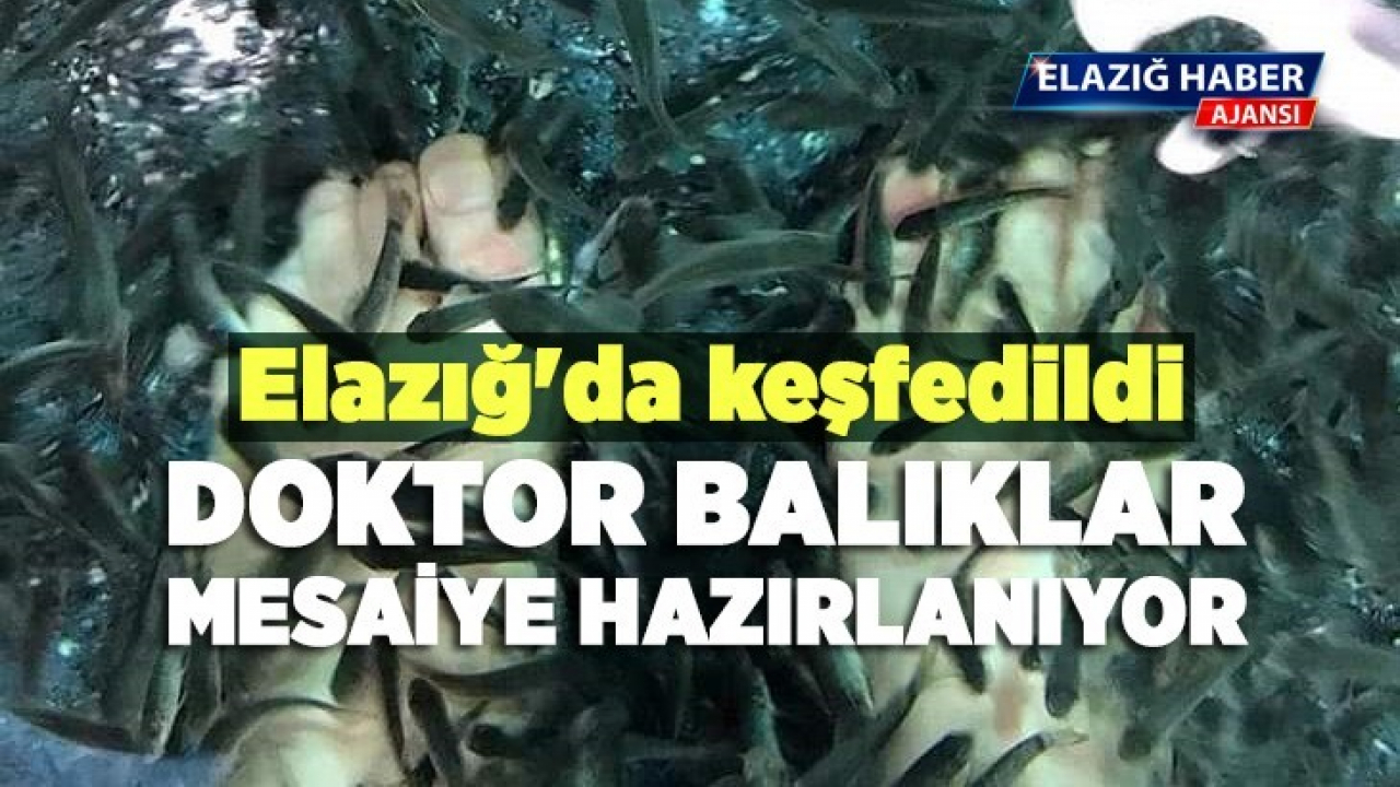 Doktor Balıklar mesaiye hazırlanıyor