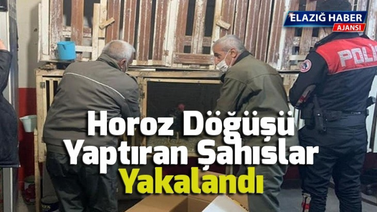 Horoz döğüşü yaptıran şahıslar yakalandı