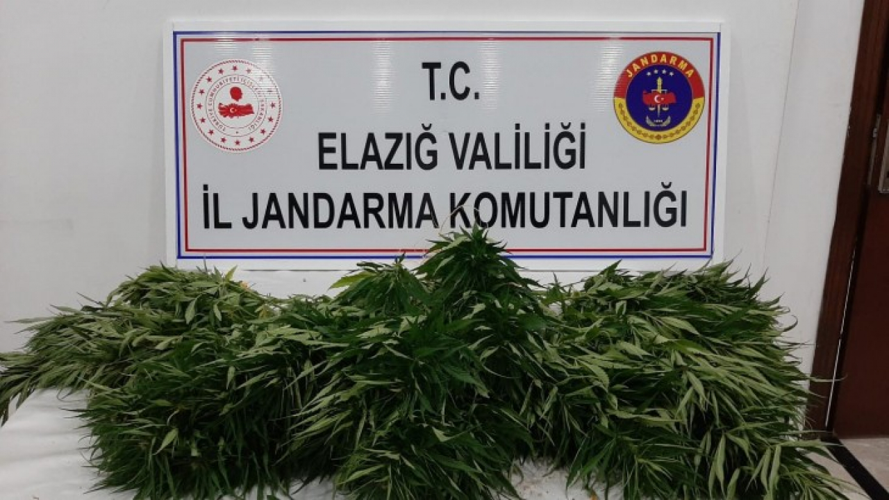 Elazığ'da 73 kök kenevir ele geçirildi