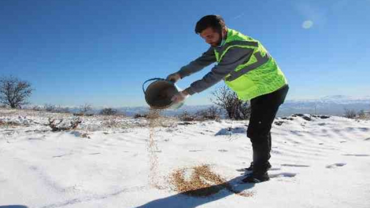 Elazığ'da sokak ve yaban hayvanları için 90 farklı noktaya yem bırakıldı